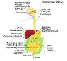 digest