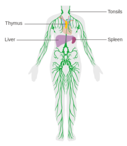 lymph detox