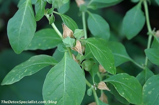 ashwagandha, detoxing