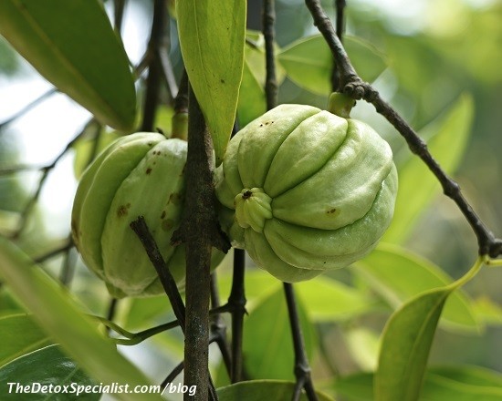 garcinia cambogia, weight loss